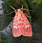 libutron:

Footman Moth
Barsine orientalis (Arctiidae), commonly named Footman moth, is a beautiful Asian tiger moth, with the long front legs looked like frog-legged while resting. In the male the ground color is pale yellowish, with brick red spots on f