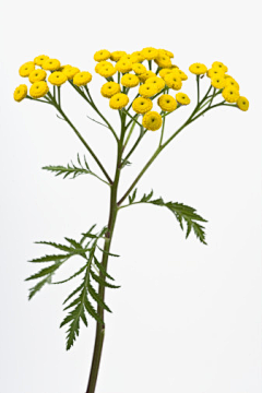 徐姓大龄青年采集到Creative | plant material
