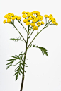 环境,自然,植物学,影棚拍摄,室内_85581787_Tansy (Tanacetum vulgare) Graphic plant portrait_创意图片_Getty Images China