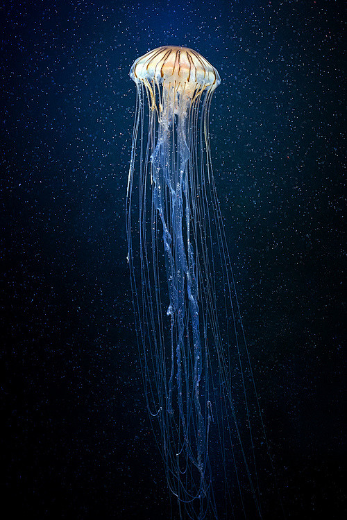 jellyfish 的唯美