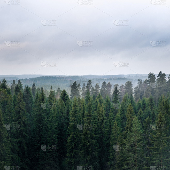 森林,地形,天气,银色,秋天,白昼,山,...