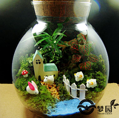 天惠-算咩东东采集到苔藓小世界