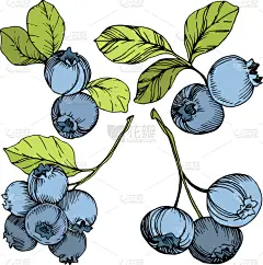 蓝莓,雕刻图像,艺术,绿色,墨水,蓝色,清新,食品,壁纸