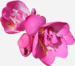 粉色鸢尾花高清素材 卡通 手绘 粉色 鲜花 鸢尾花 免抠png 设计图片 免费下载