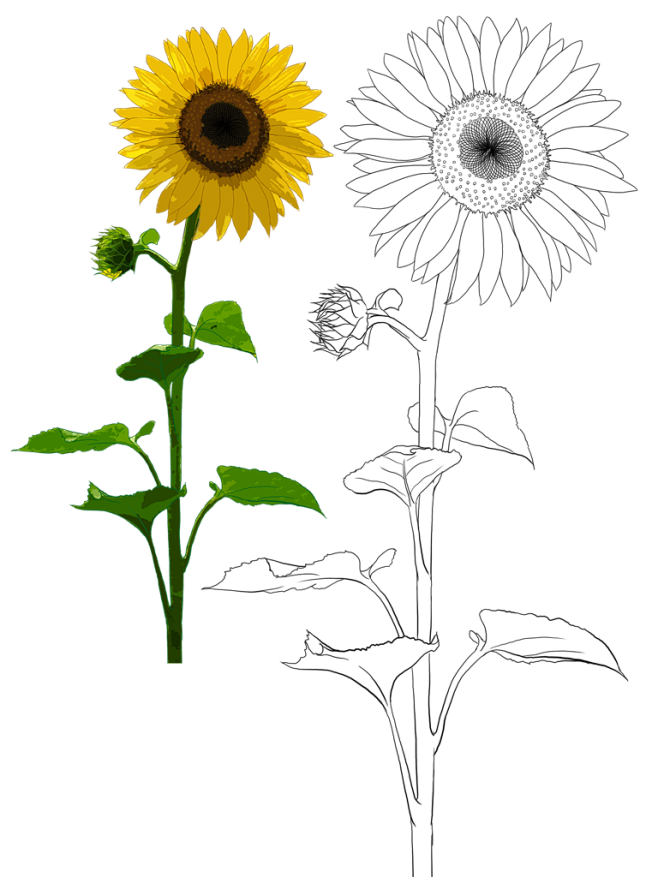 【资源】花花草草啥的……可能还有点别的？...