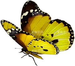 蝴蝶  - 源文件下载【酷图网】蝴蝶,蝴蝶图腾,绚丽蝴蝶,蝴蝶手绘,蝴蝶插画,抽象蝴蝶,创意蝴蝶,蝴蝶名片,蝴蝶手提袋,创意海报,高档蝴蝶,彩色蝴蝶,金蝶,彩蝶,蜕变,蝶变,动物图腾,动物手绘
