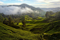 Cameron Highland- Green Tea Plantation by HanLin Kok on 500px