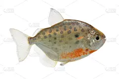 Metynnis lippincottianus(斑点银元)