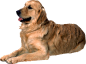 可爱宠物狗各种狗狗犬类动物高清PNG
