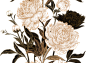 复古花卉花朵纹理无缝背景免抠PNG图案 AI矢量印刷设计PS素材-淘宝网