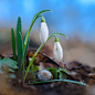 35PHOTO - Wojciech Grzanka - Galanthus nivalis