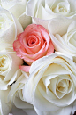 Pink Rose Among White Roses 