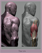 Anatomy Studies Part 03, Glauco Longhi : Progressing with the anatomy studies, here are a few more I've done over the past few weeks.
As usual, please refer to the original posts over my www.instagram.com/glaucolonghi account for more insights.

I'll be r