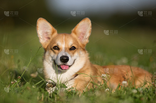 威尔士科基犬的狗