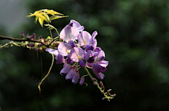 花羽集采集到紫藤花