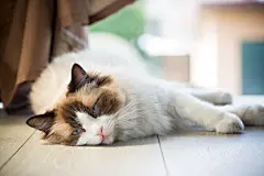 点击来源直接获取大图文件 |Beautiful young white purebred Ragdoll cat with blue eyes.