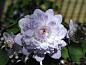 #鲜花#   #微距#  雪割草
 Anemonella thalictroides Don Hackenber…