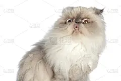 喜马拉雅波斯