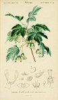 作者：D‘Orbigny 时间：1850-1860 版本：Dictionnaire Universel d’Histoire Naturelle, Vol. 16