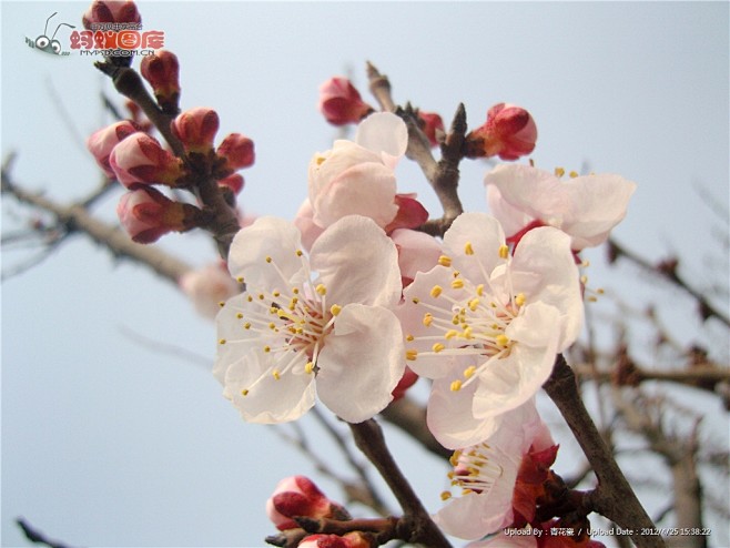 桃花图片素材