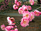 寄兴园的梅花_图1-3