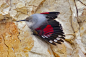 吸啾超话 早～今天来吸一种外表迷人的鸟儿：红翅旋壁雀。红翅旋壁雀是一种雀形目的鸟儿，从欧洲南部到中国中部都能看到它的身影，主要以昆虫为食，生活在海拔1000～3000米的高山绝壁之上，有时在砖石结构的建筑物或是采石场也能看到它。当这种雀儿攀附在岩壁上时，会展开一部分翅膀，露出亮眼的红黑相间的飞羽，这种斑纹看起来就像蝴蝶的翅膀一样，因此红翅旋壁雀也被称为“岩壁上的蝴蝶”。
（摄影师ins：mathieu_bally_photography、xristos_dimadis、visualnature.de）