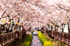 小C菜花采集到花（樱花）