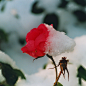 Photograph LATE ROSE, EARLY WINTER... 