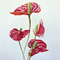 一组花卉分享
ins：victoriamor_art ​ ​​​​