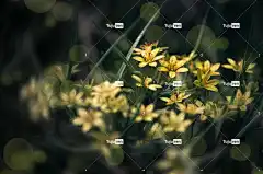 花朵 内蒙古顶冰花属黄 花壁纸 特写 生长 盛开 开花 春天