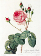 玫瑰圣经（二）——植物学特征|种类|地理分布|玫瑰香 - 从那以后 - FROM NOW ON