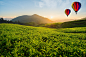 Malaysia tea plantation at Cameron highlands with hot air ballon