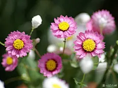 唯美小清新花朵壁纸图片 (3) #小清新#