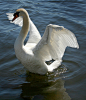 swan_dancing_3_by_Drezdany_stocks