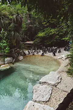 呆萌企鹅高清素材摄影