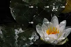 花 莲花 自然 冥想 盛开 美丽的花朵 花壁纸 和平 禅