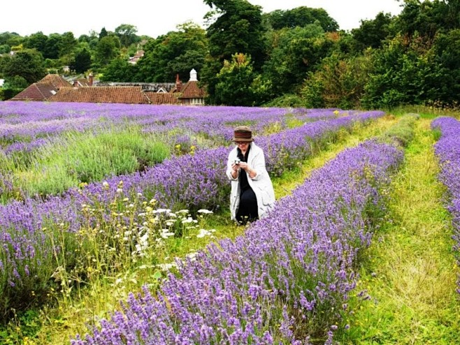 英国Mayfield薰衣草农场