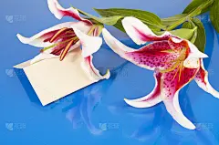 鲜花与空白的留言卡