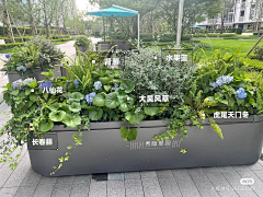 大李子laoli采集到植物设计-花境