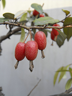 橙子汐汐采集到花草植物知识