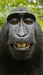 猕猴自拍鬼脸照片，堪称珍奇！