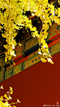 金秋故宫，今日立冬<br/>爱上这座城#北京爆料# ​​​​