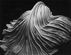 zaabcde采集到摄影-Edward Weston