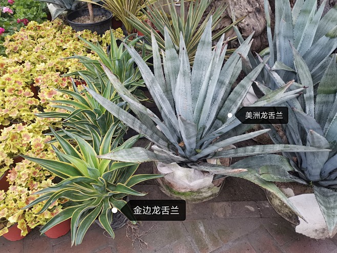 美洲龙舌兰