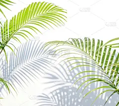 棕榈叶和阴影
