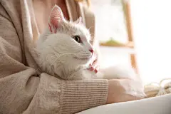 点击来源直接获取大图文件 |背景模糊的近景中，女人和可爱的毛茸茸的猫