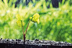 Watering plant