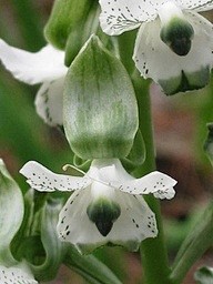 Chloraea galeata Lin...