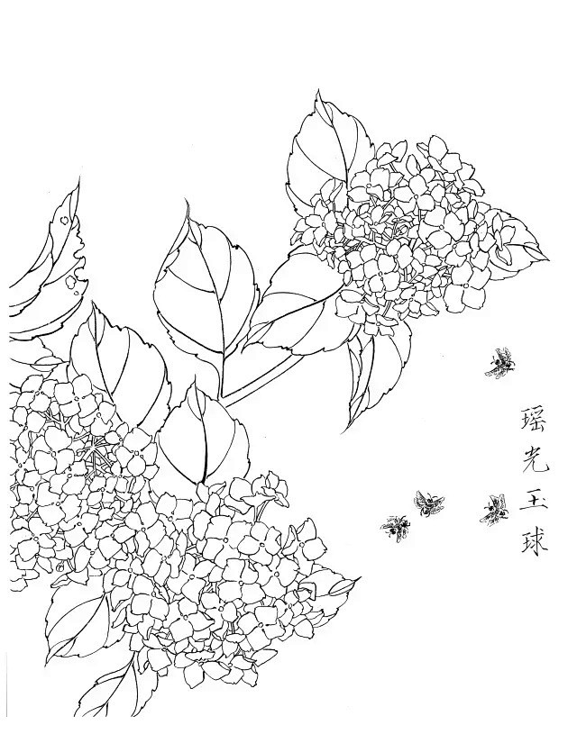 绣球花白描20幅