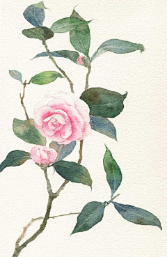 Meikii采集到花